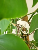 Kameleon Plantenhangers