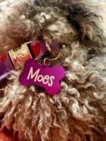 Gepersonaliseerde Dierenpenning